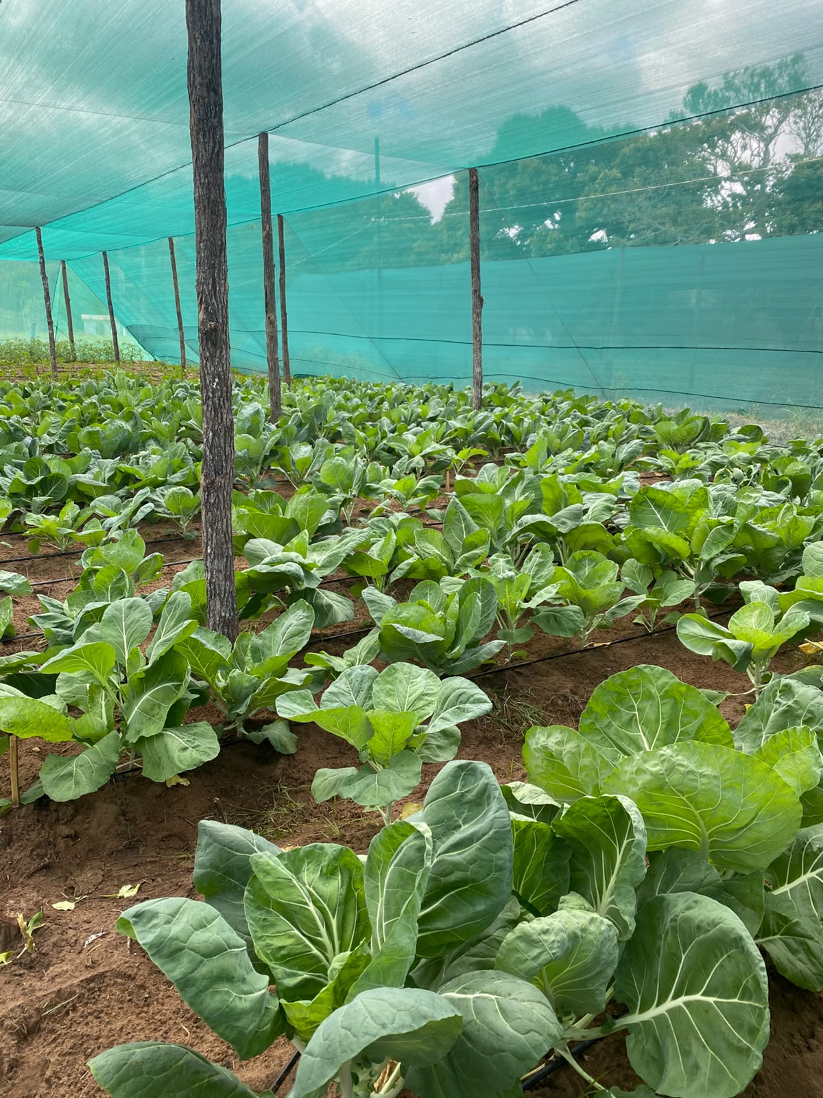 Projecto Agropecuário de Cambine.